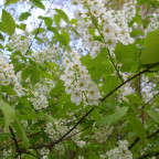 Frühlingsblumen