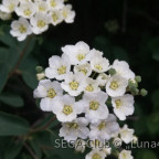 Weiße Blüten 12.05.2021