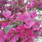 Rosa Blüten 12.05.2021